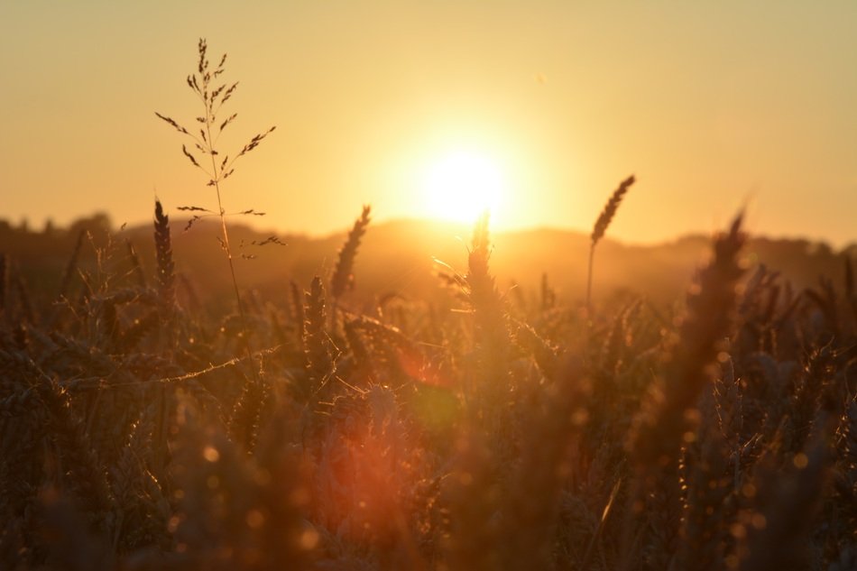 wild meadow in the morning sun