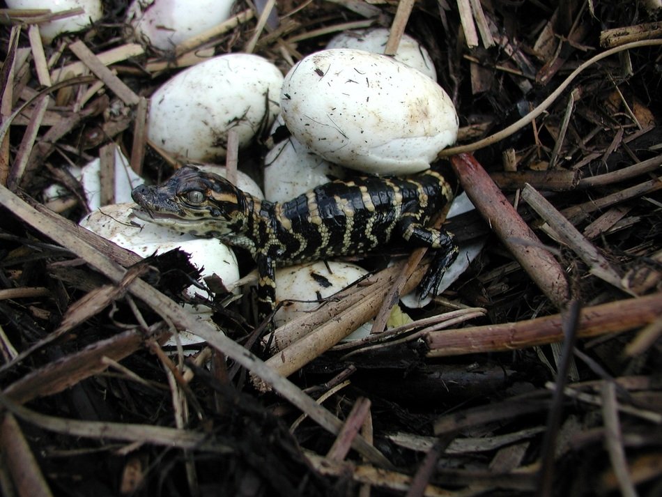 aligator cub is hatched from an egg