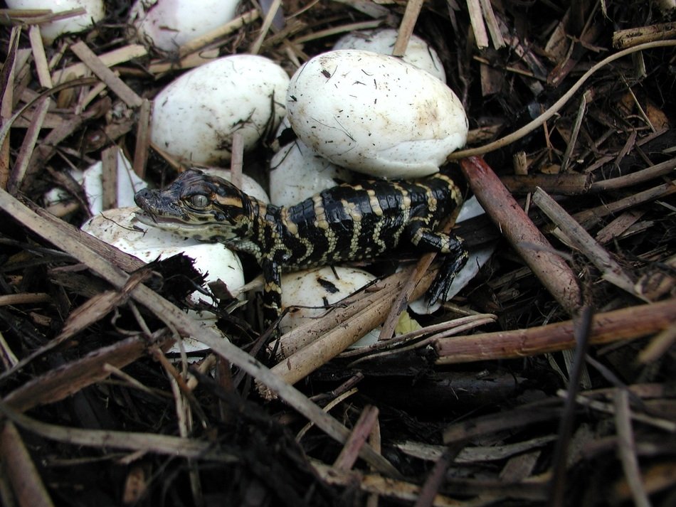 aligator cub is hatched from an egg