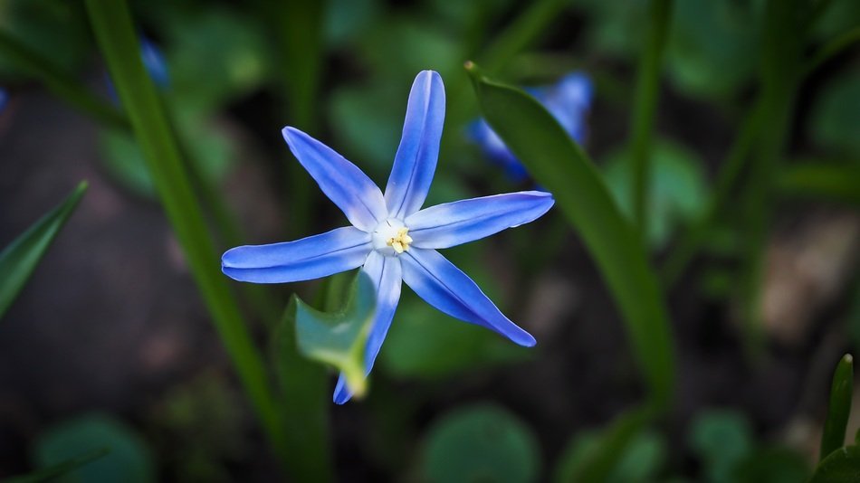 Bluebell Flower bloom macro