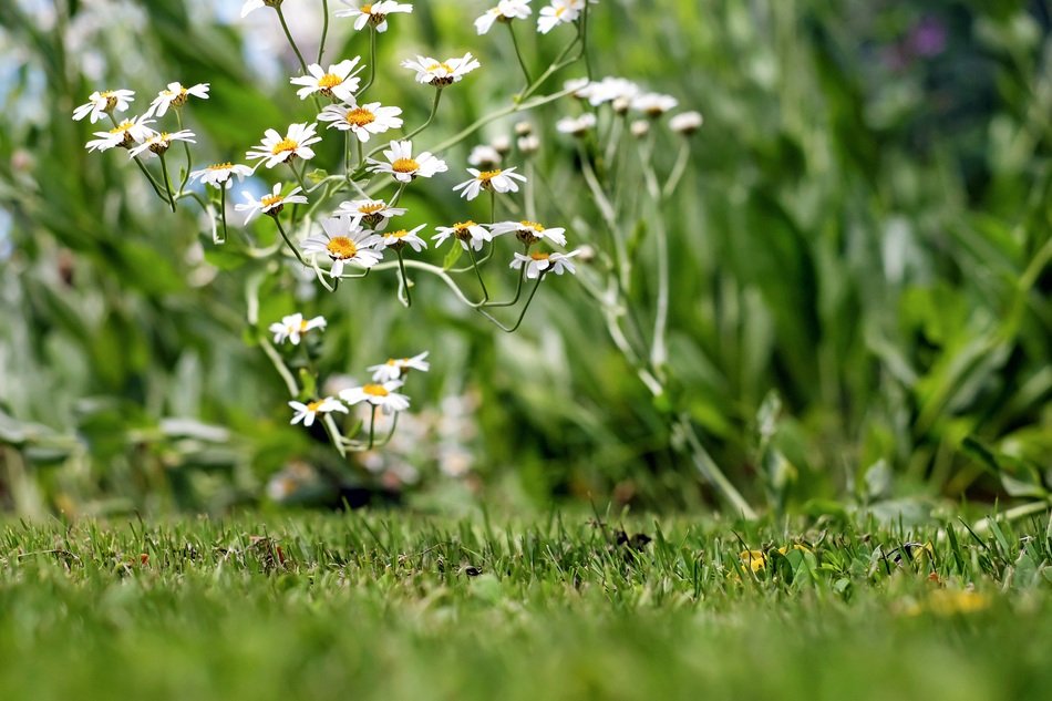 ornamental camomile in summer