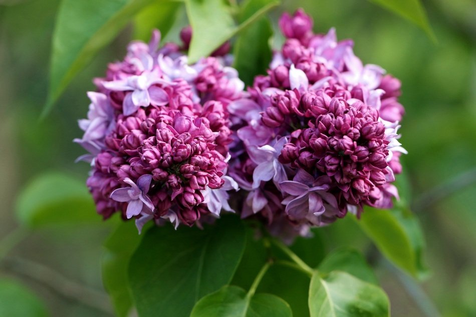 lilac as a symbol of spring