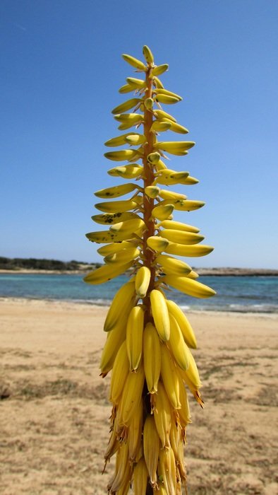 aloe vera blooming on the beach, cyprus