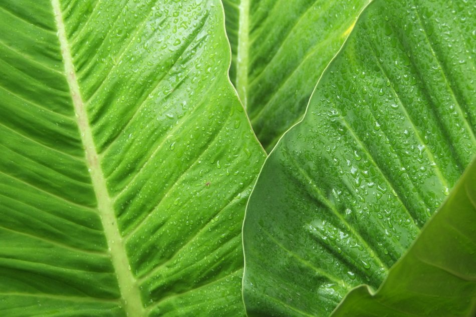 stunning Green Leaf