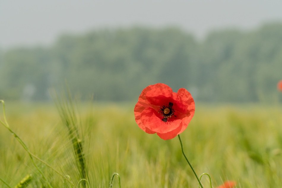 red poppy on the field on a blurred background