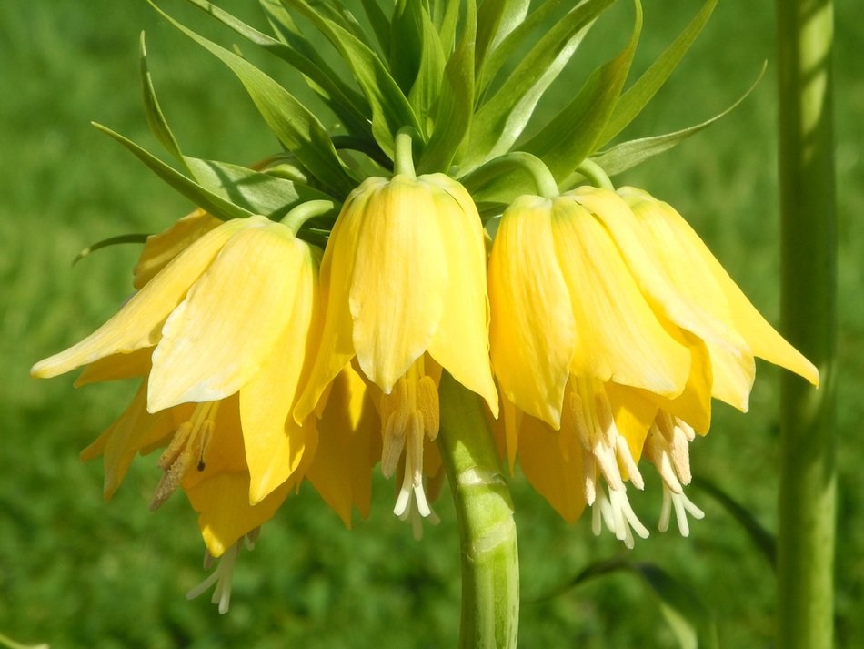 yellow bells on a flower