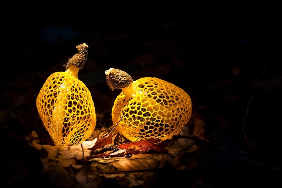 Mountain Mushroom