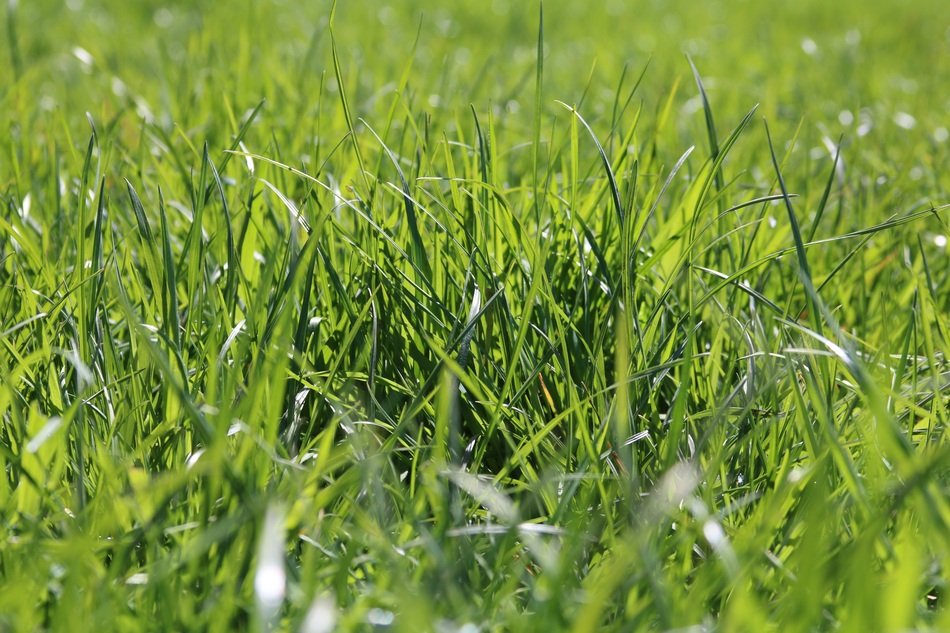 shiny green lawn in spring