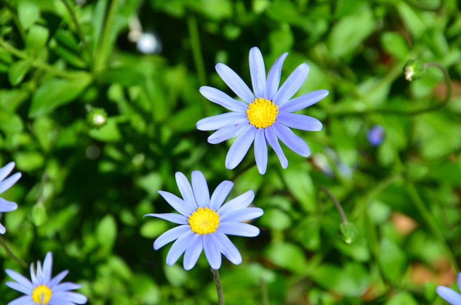 Blue Felicia Daisy flowers in nature