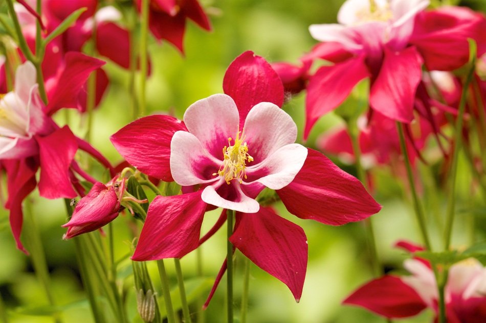 red catchment in the garden