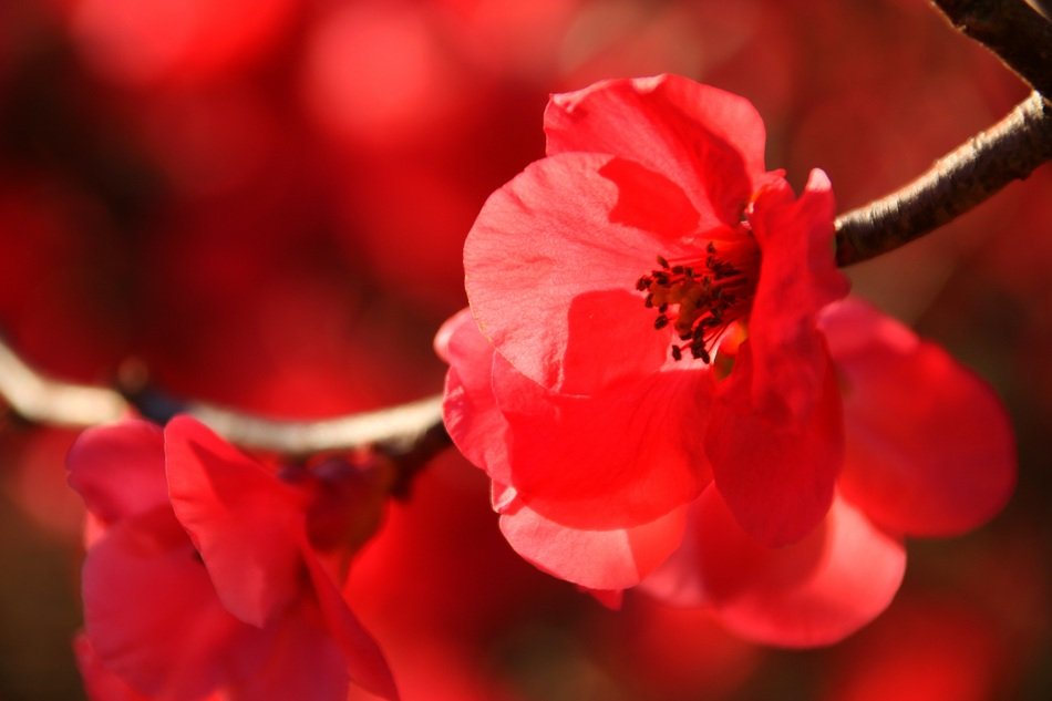 Red Japanese flowering crabapple in winter