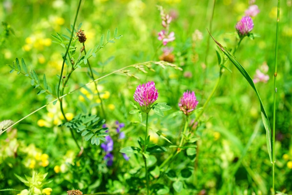 summer meadow with flowers and green grass