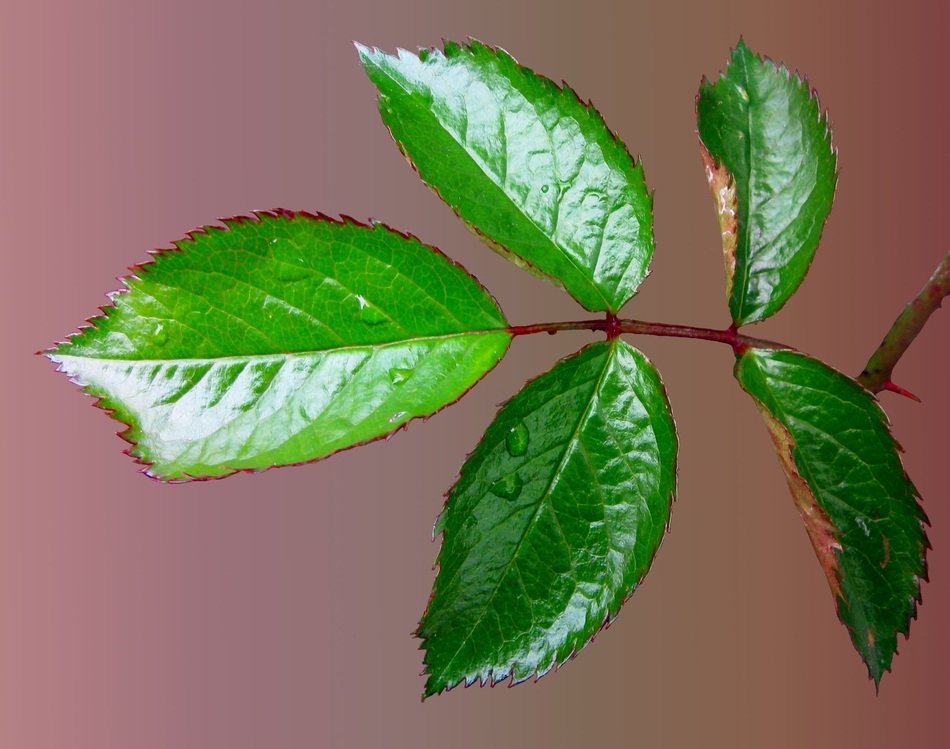 rosenblatt green leaf