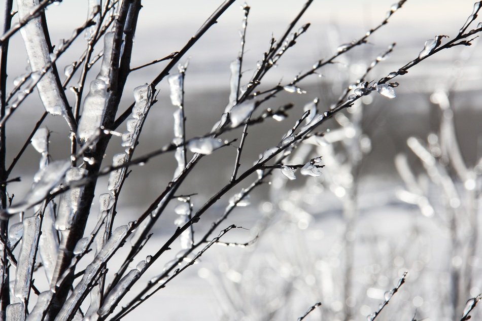 Monochrome picture of Trees in Reykjavik in Iceland