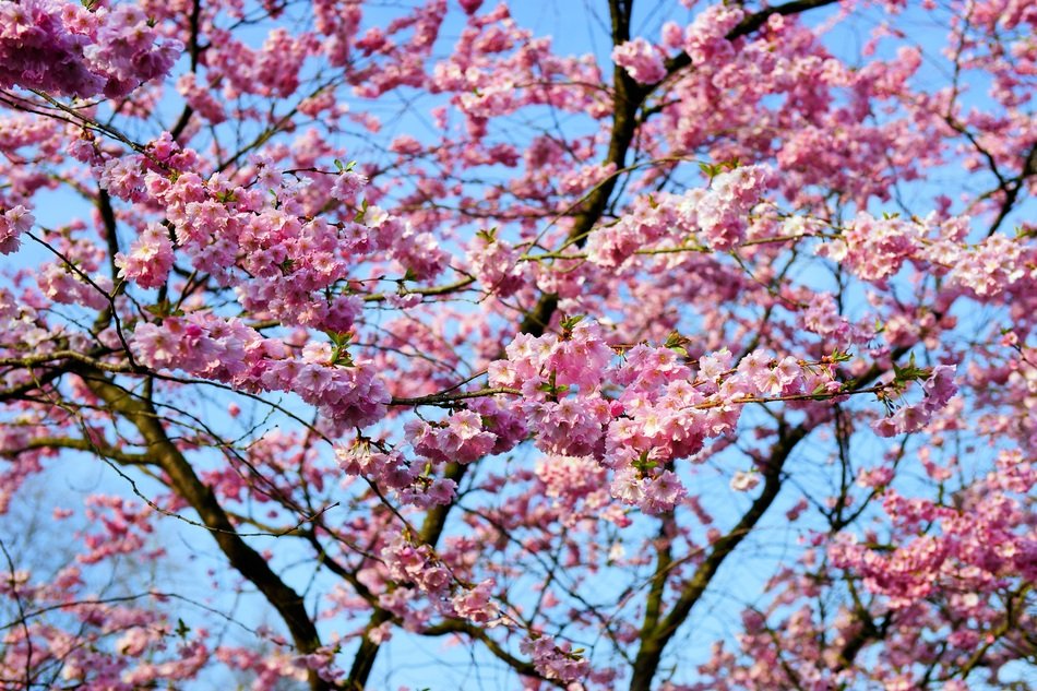 bright bloom of Japanese cherries