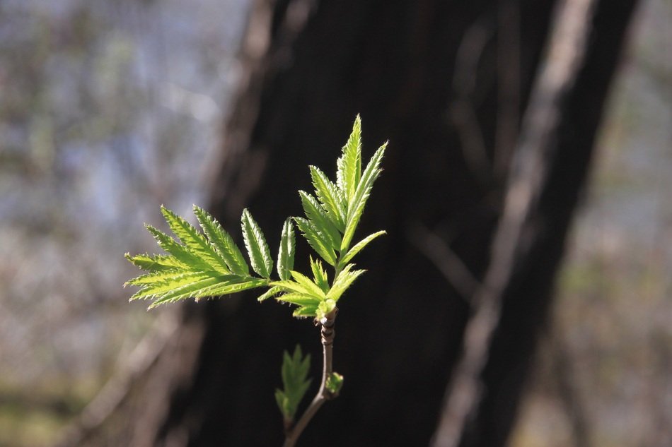 Spring Sheet Tree