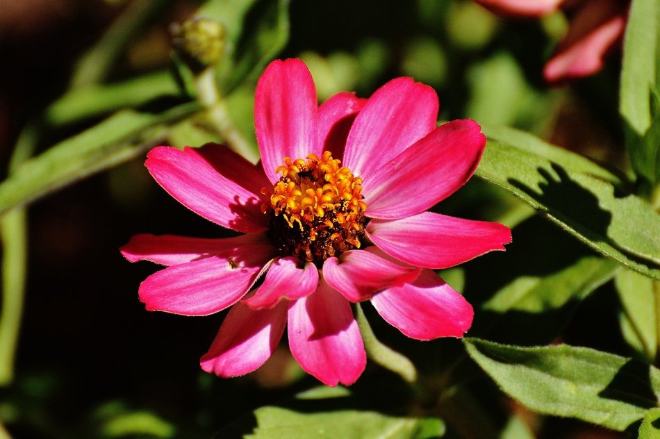 pink zinnia at sunny day
