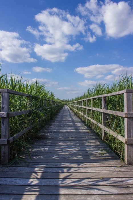 boardwalk among reeds