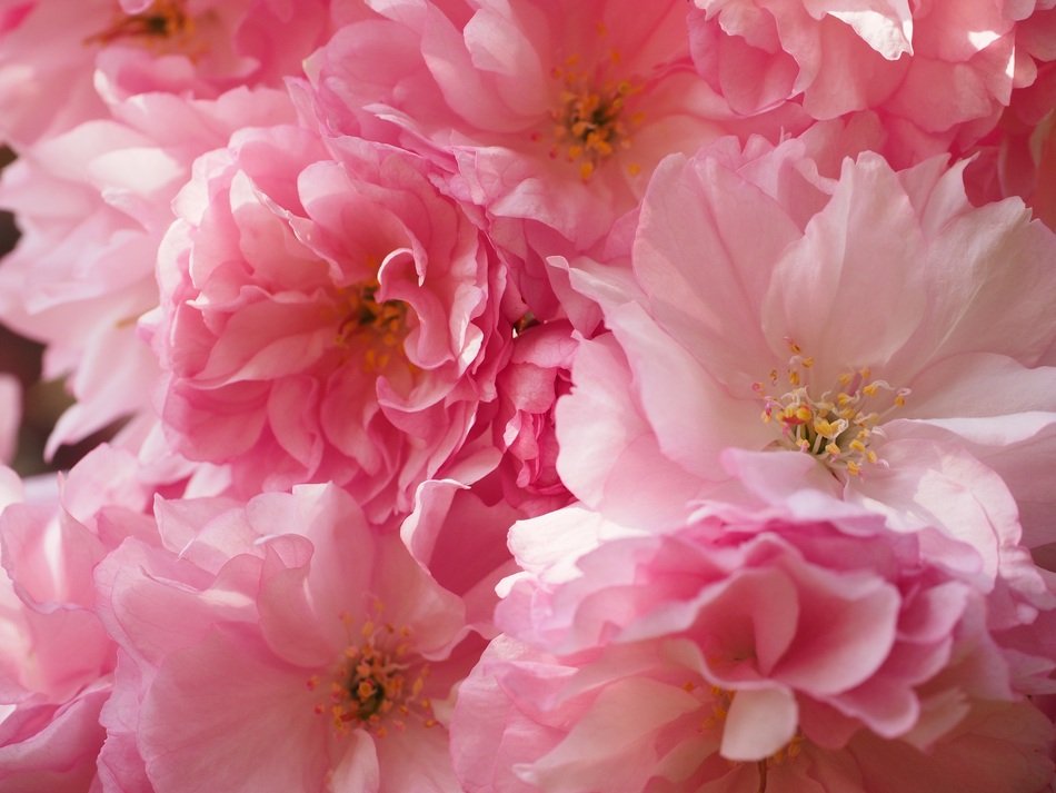 wonderful cherry blossoms