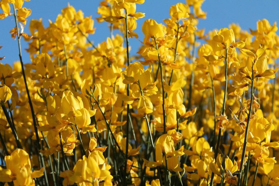 bright yellow flowers against the sky