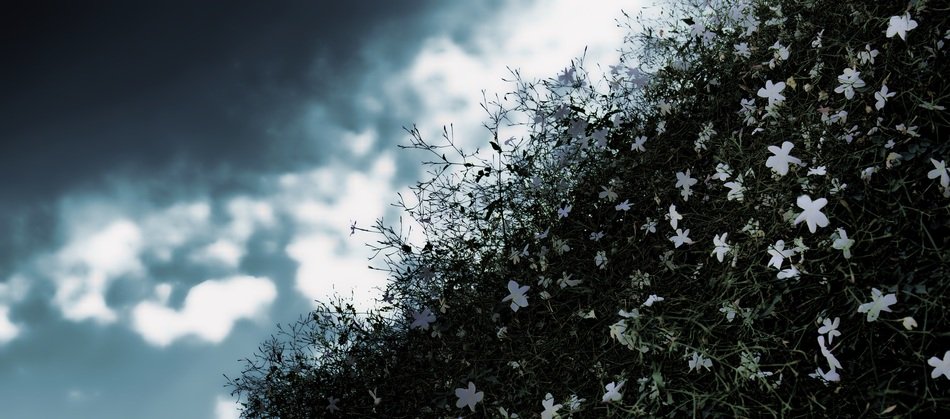 cloudy sky over the flowers of jasmine