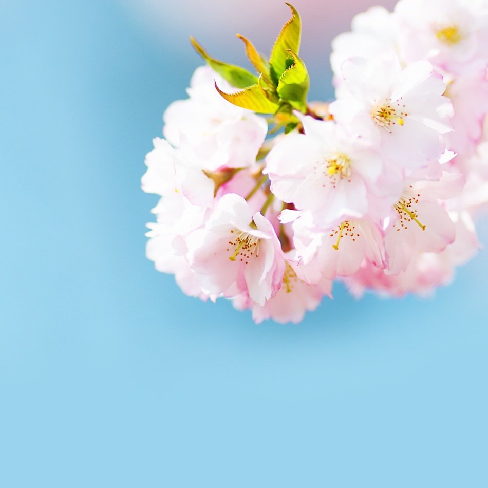 branch with light pink flowers against a blue sky