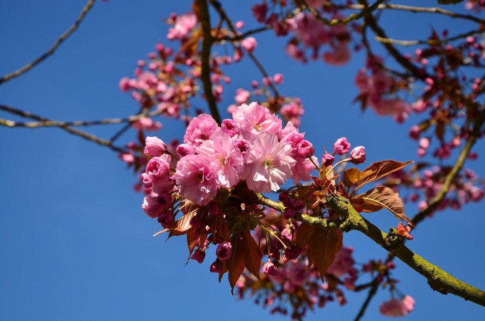 japanese flowering cherry in spring