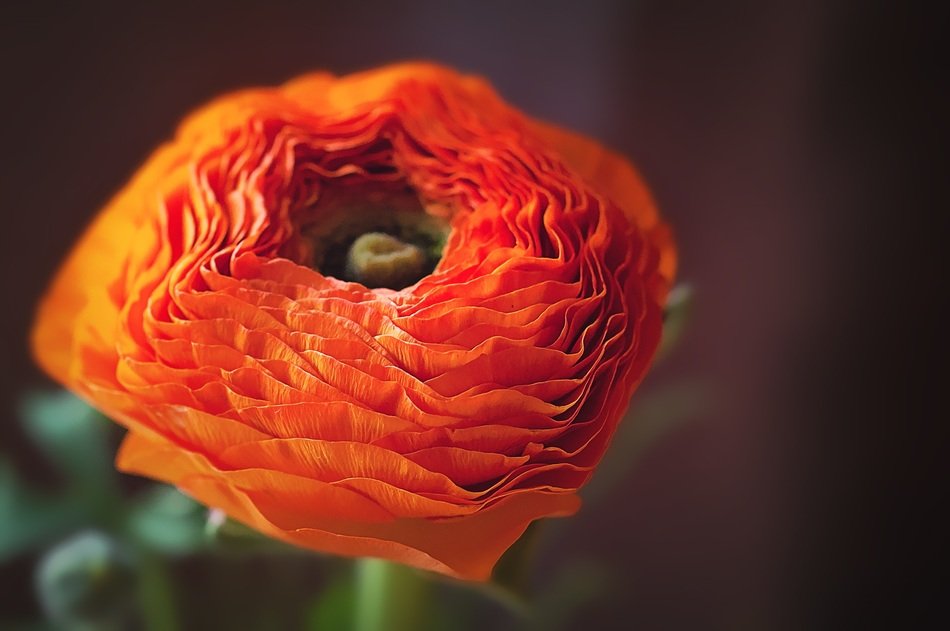 Spring orange ranunculus in vase free image download