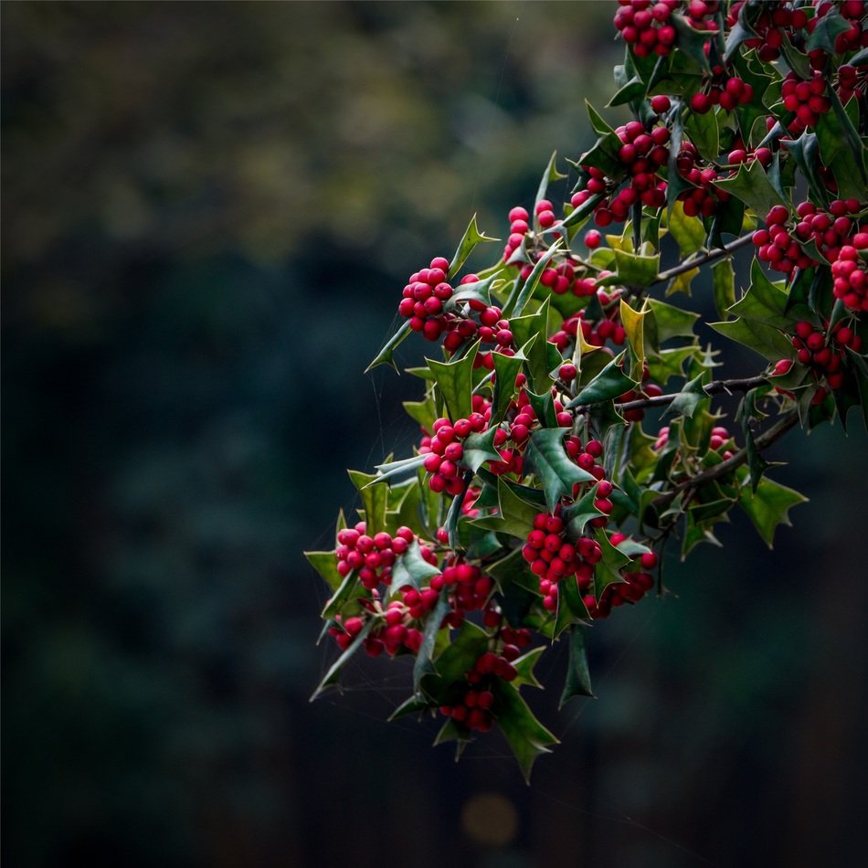 Christmas holly flowers