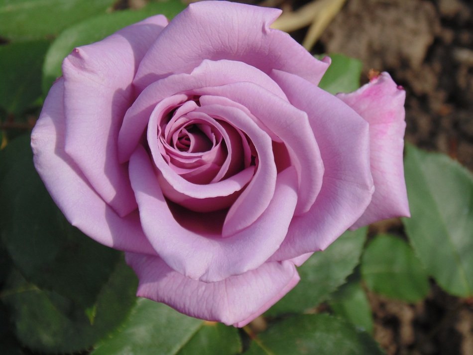 picturesque Rose