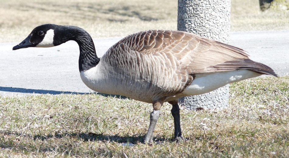 duck in Quebec