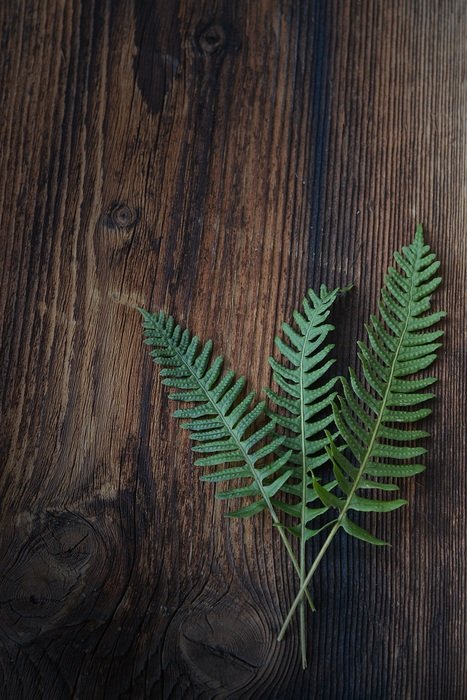 forest fern on a background of a wooden wall