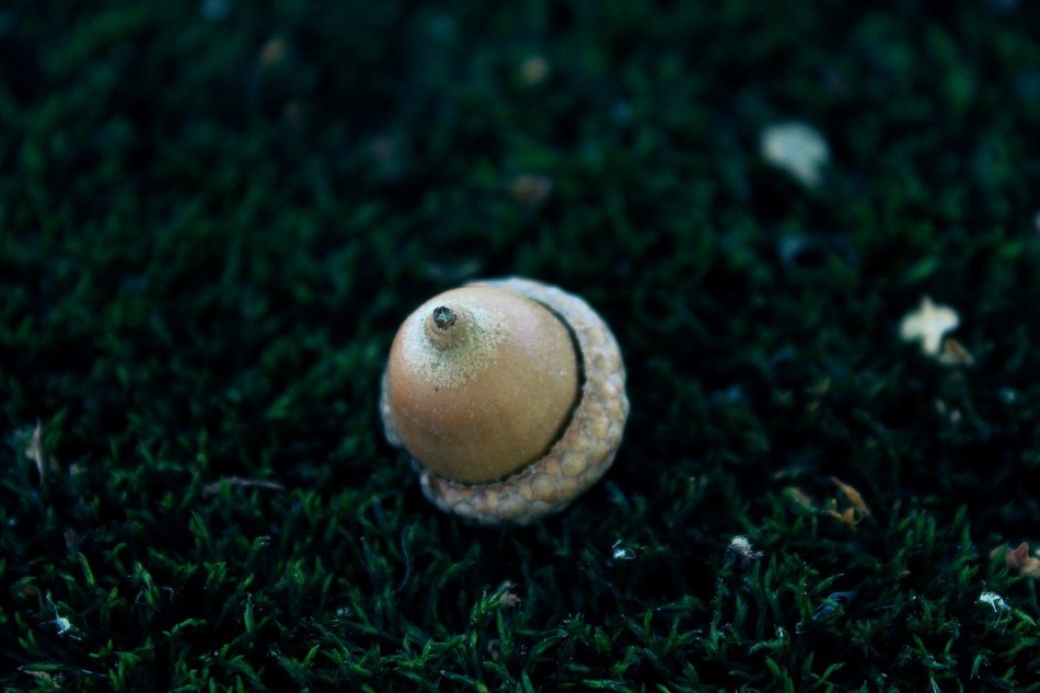 Acorn Moss Nature