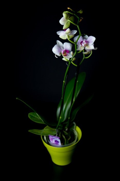 purple-white orchid in a pot on a black background