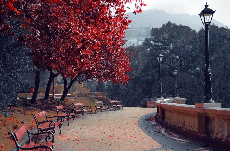 boulevard in the autumn park