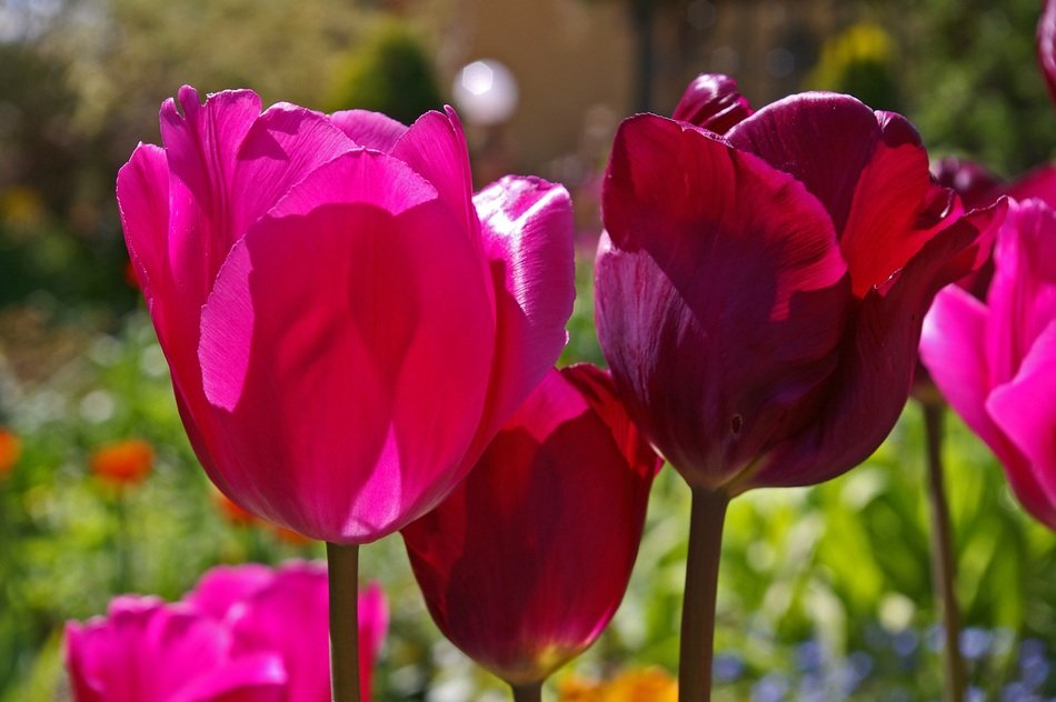 red tulips in a clearing with green grass