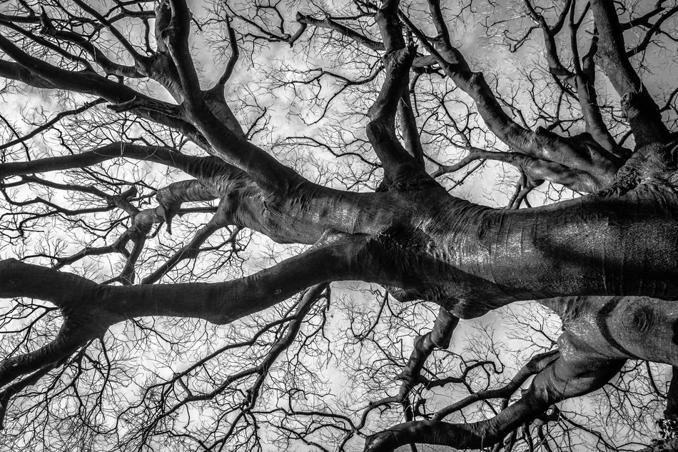 Wood Plants Curve Twig black and white view