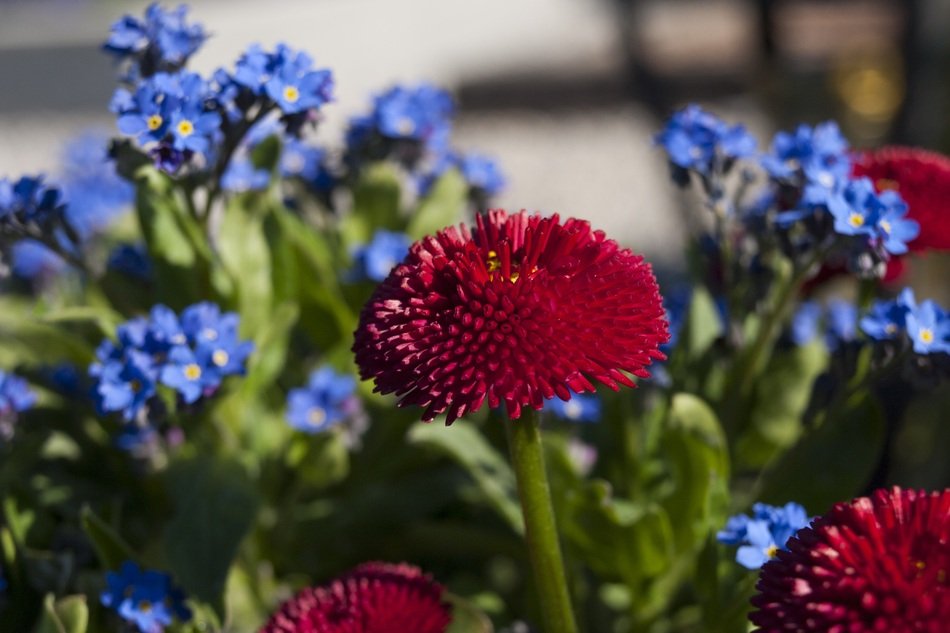 burgundy and blue flowers in a bouquet