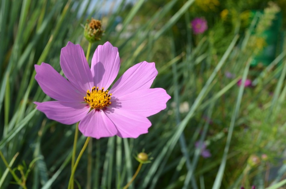 Cosmos Summer Flowers