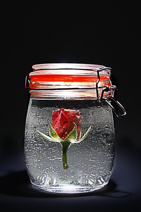 rose in ice in a glass jar