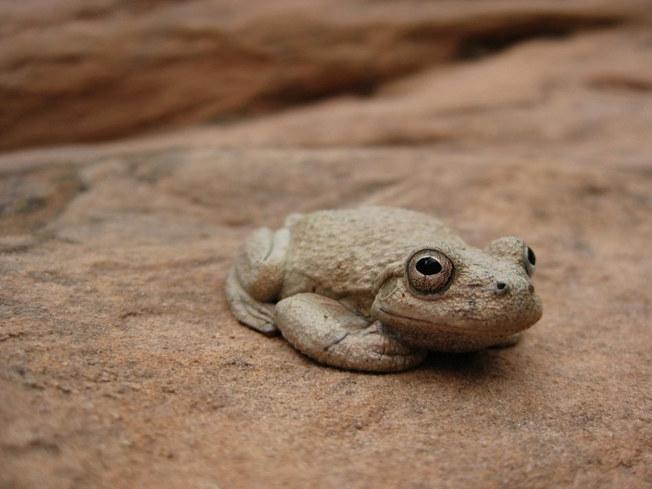 Hyla arenicolor or Canyon Tree Frog