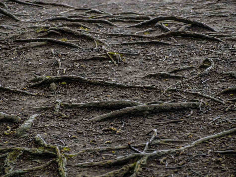 tree Root on the Ground closeup