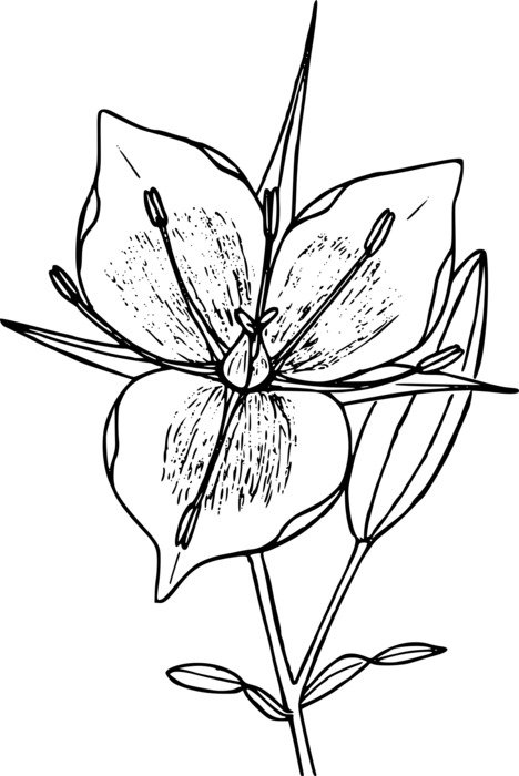 painted flower with large open bud