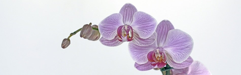 white banner with orchid flowers