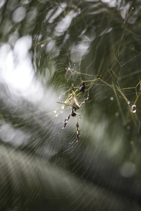 spider on a web on a tropical island