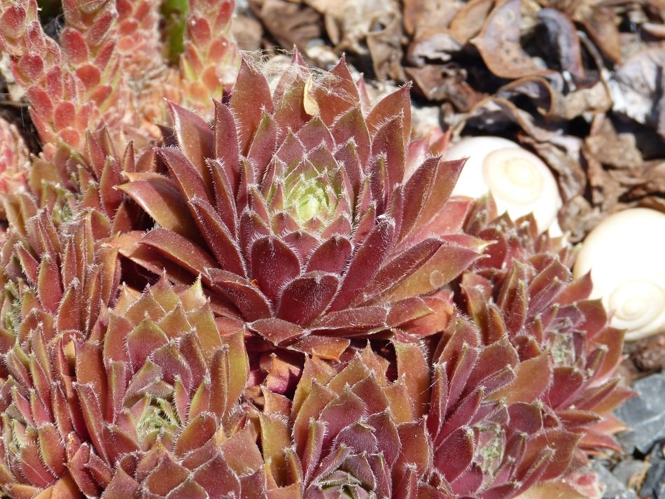 blooming pink cacus