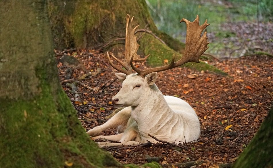 white fallow deer in the autumn landscape