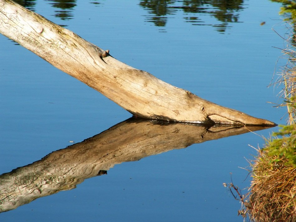 Trunk In Water
