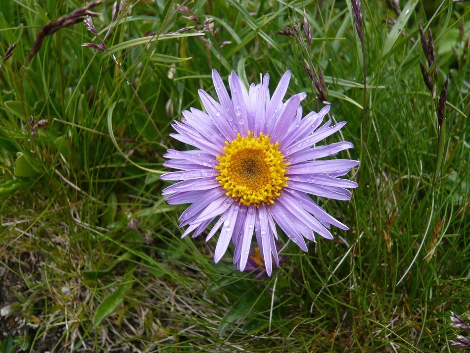 purple flower in the grass