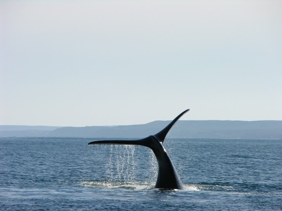 Whale tail in the sea